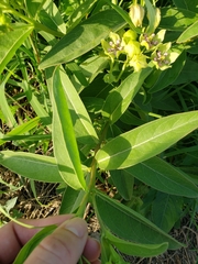 Asclepias viridis