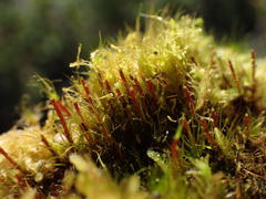 Dicranodontium denudatum