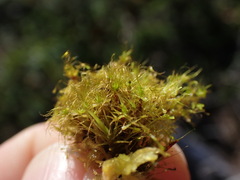Dicranodontium denudatum