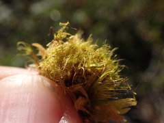 Dicranodontium denudatum