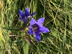 Gentiana puberulenta