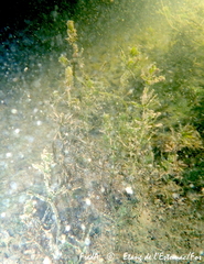 Lamprothamnium papulosum