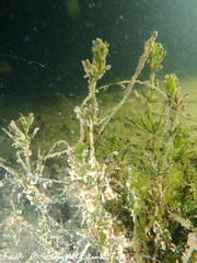 Lamprothamnium papulosum