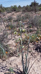 Albuca fragrans