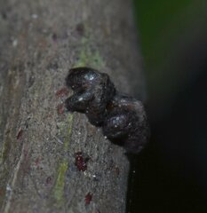 Paratachardina pseudolobata