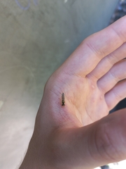 Sphaerophoria scripta