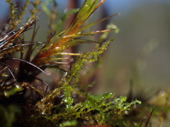 Dicranodontium denudatum