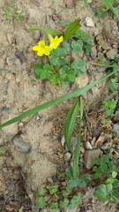 Oxalis compressa