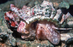 Bursa rosa