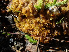 Sphagnum tenellum