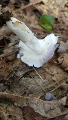 Russula fragilis