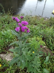 Vernonia fasciculata