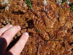 Sphagnum austinii