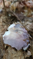 Russula fragilis