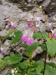 Impatiens balfourii