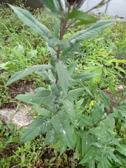 Vernonia fasciculata