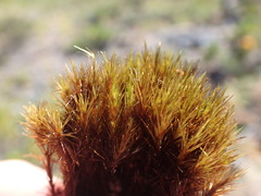 Campylopus atrovirens