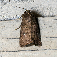Noctuidae