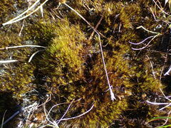 Campylopus atrovirens