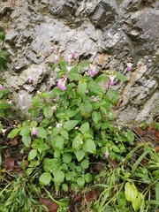 Impatiens balfourii