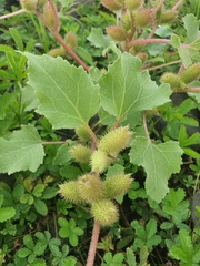Xanthium orientale riparium