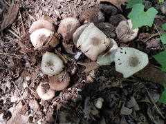 Agaricus augustus