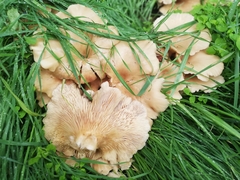 Pleurotus pulmonarius