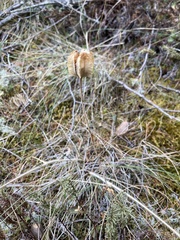Fritillaria affinis