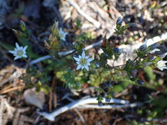 Gentiana douglasiana