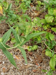 Brickellia eupatorioides
