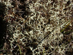 Cladonia uncialis