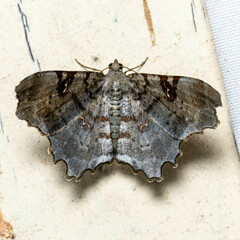 Hyalinetta circumflexa