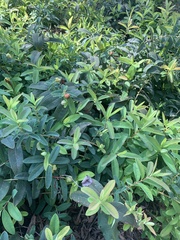 Croton glandulosus