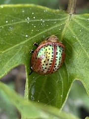 Chelymorpha cribraria
