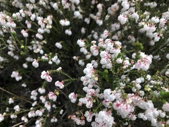 Erica formosa