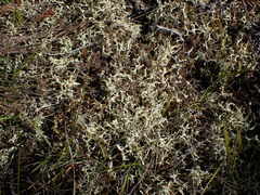 Cladonia uncialis