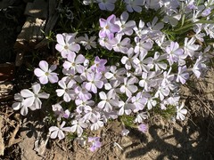 Phlox diffusa