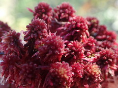 Sphagnum capillifolium