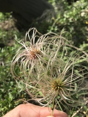 Clematis drummondii