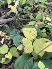 Pyrola americana