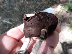 Agaricus augustus