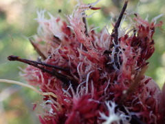 Sphagnum capillifolium