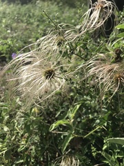 Clematis drummondii