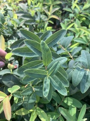 Croton glandulosus