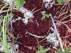 Sphagnum capillifolium