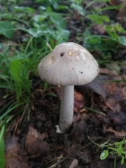 Amanita