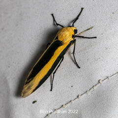 Chrysorabdia viridata