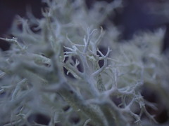 Cladonia arbuscula