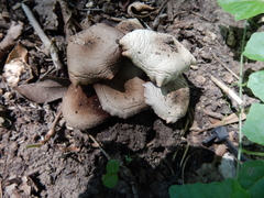 Agaricus augustus