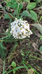 Achillea millefolium